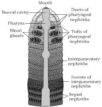 what organs are nephridia similar to in the human body